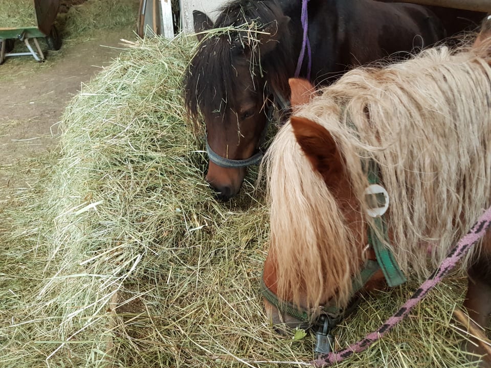 Sport & Freizeit Erlebnisbauernhof Achatz