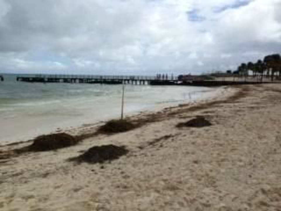 Wasserpflanzen Hotel Riu Caribe