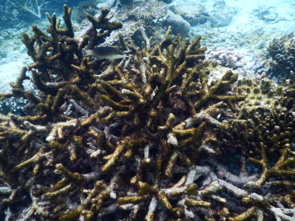 März 2016 Fihalhohi Maldives