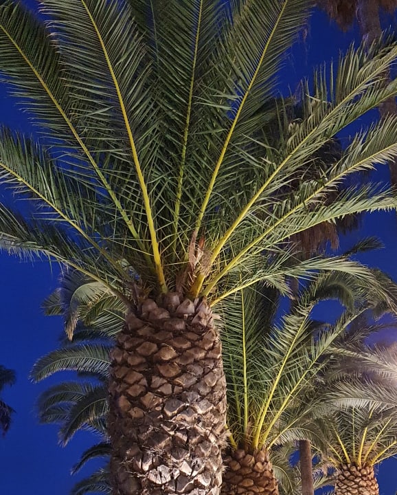 Gartenanlage Mitsis Faliraki