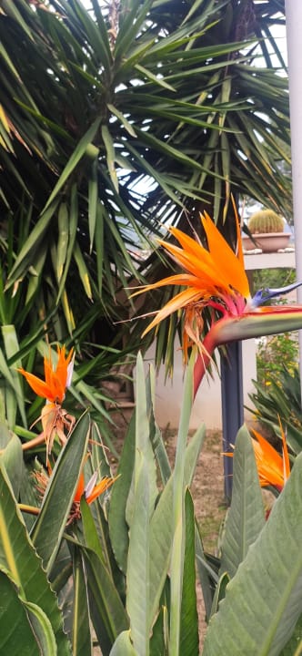 Gartenanlage Paloma Pasha