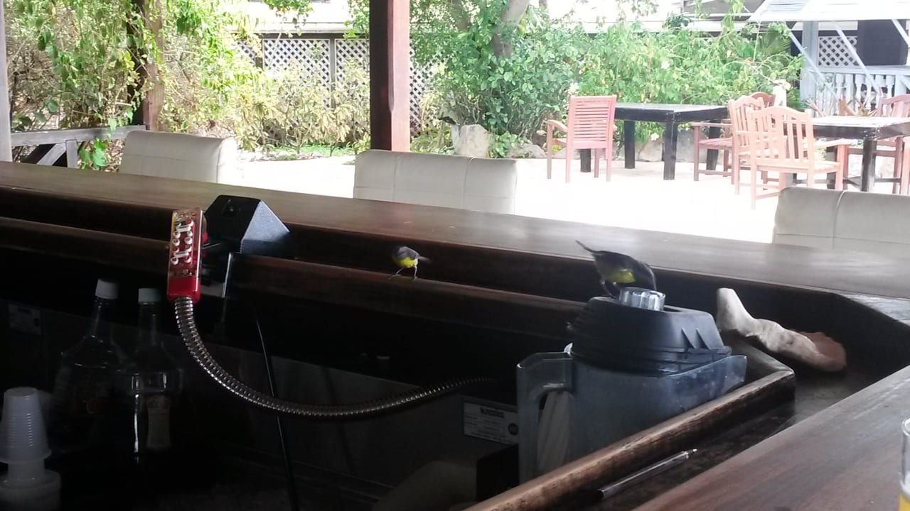 Vögel in der Bar Cocobay Resort Antigua - Adults only