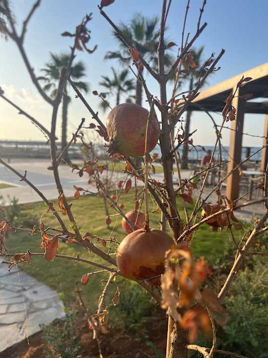 Gartenanlage allsun Hotel Carolina Mare