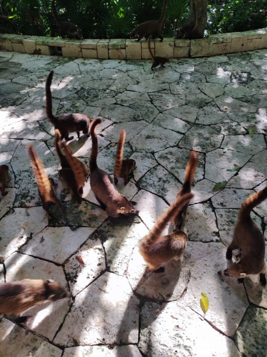 Ausblick Catalonia Royal Tulum Beach & Spa Resort - Adults only