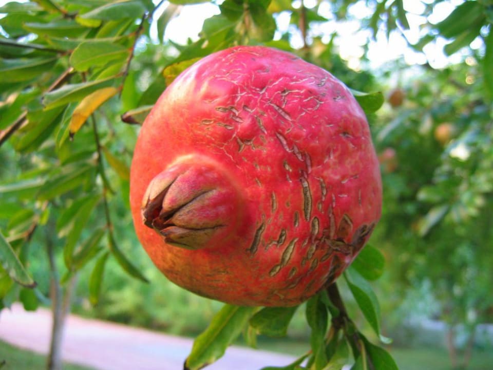 Granatapfel VONRESORT Golden Beach