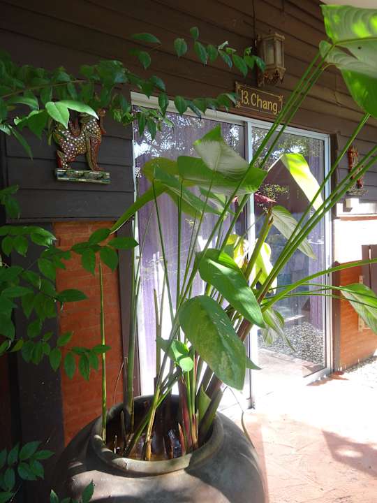 Zimmereingang Joy's House, Guesthouse Chiang Mai