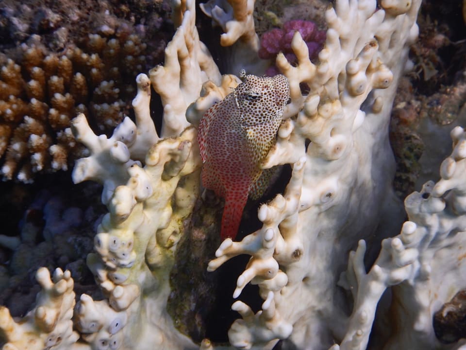 Sport & Freizeit Malikia Resort Abu Dabbab