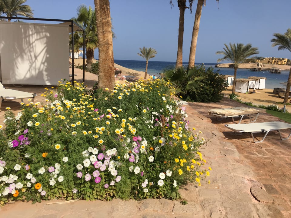 Gartenanlage Steigenberger Coraya Beach - Adults only