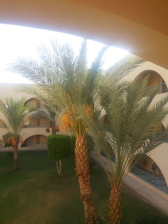 Вид на сад Desert Rose