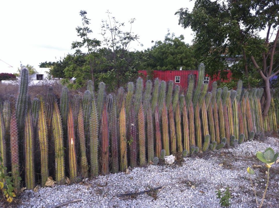 Hecke auf Kakteen Hotel Captain Don's Habitat