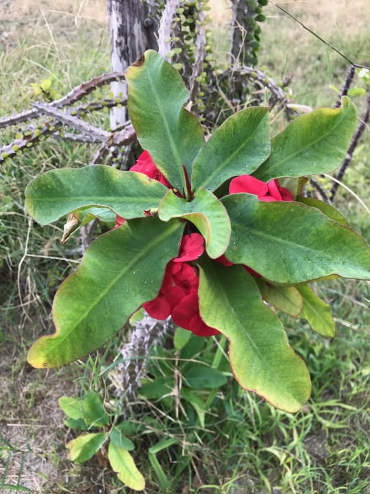 Gartenanlage Hotel Kathrin Beach