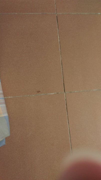 Ameisen im Zimmer aus den Steckdosen Stella Beach Resort & Spa Makadi Bay