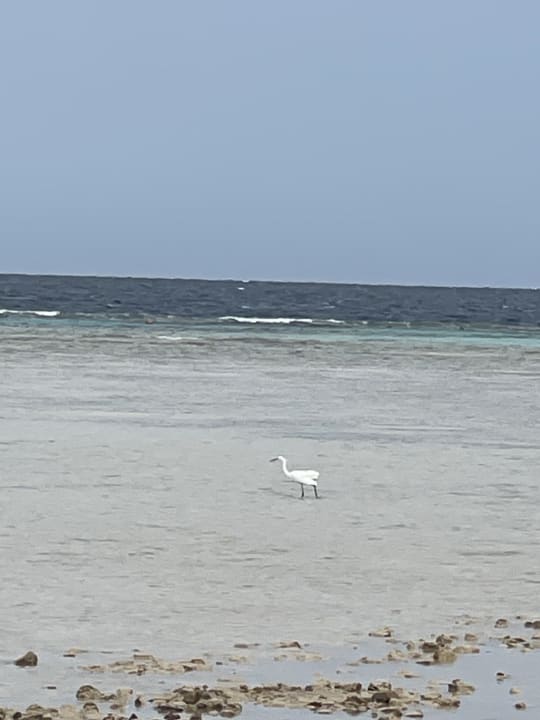 Strand Gravity Hotel & Aquapark Sahl Hasheesh