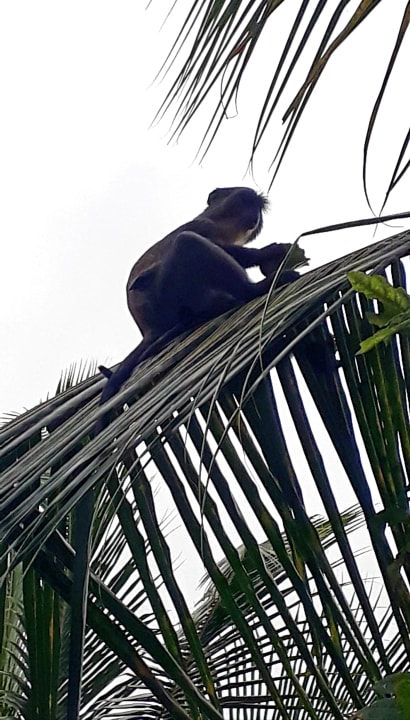 Gartenanlage Spice Island Hotel & Resort