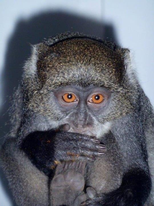 Fast menschlich süß Hotel Papillon Lagoon Reef