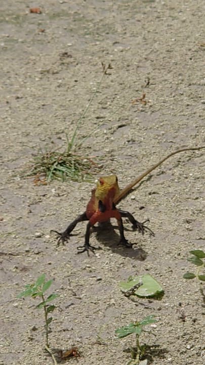Gartenanlage Kuramathi Maldives