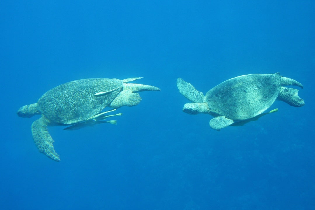 Zaraz za molo Three Corners Sea Beach Resort