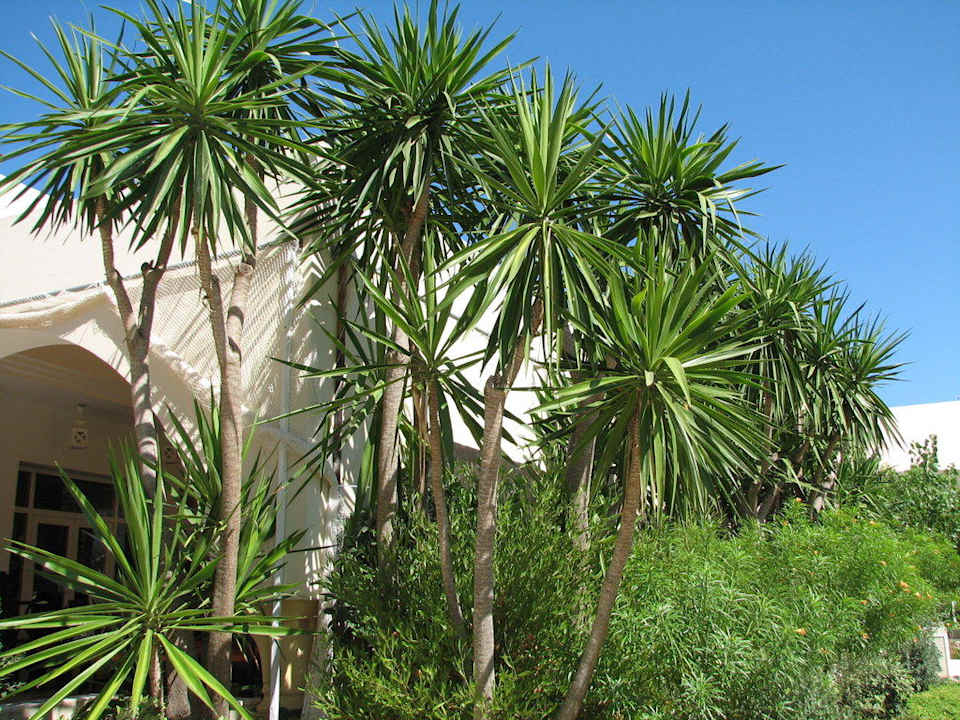 Grüne Oase ML Africana TUI MAGIC LIFE Africana