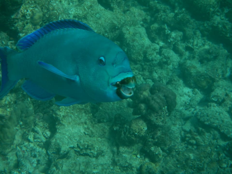 Sport & Freizeit Adaaran Select Meedhupparu Island Resort - Premium All Inclusive