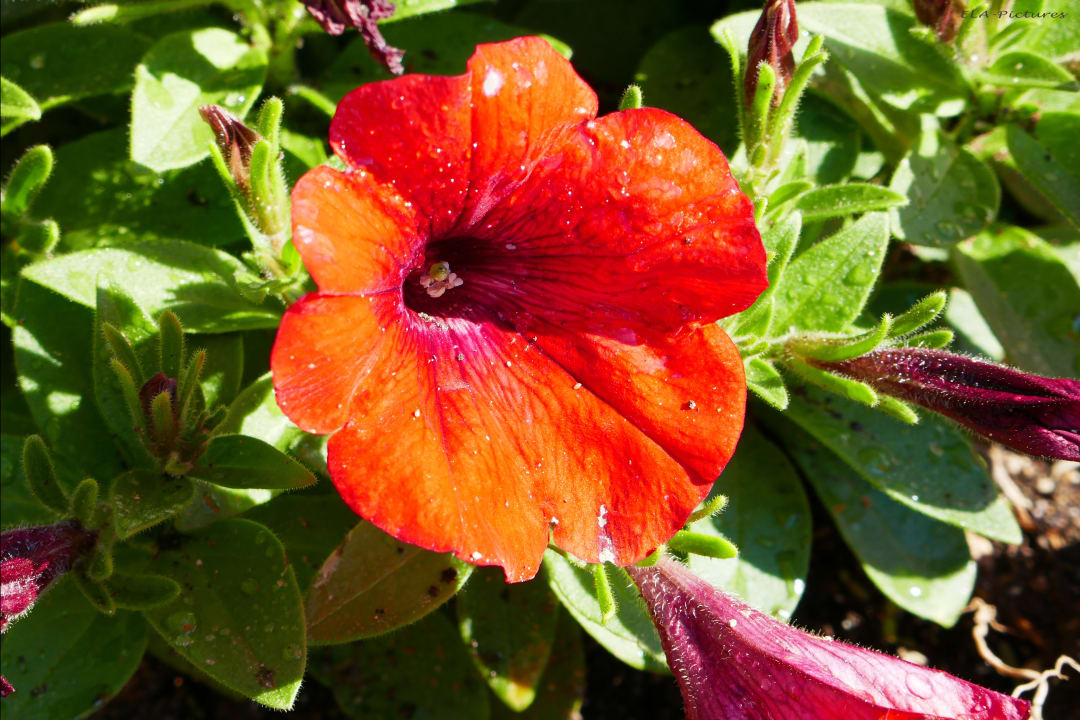 Gartenanlage Elea Beach Hotel