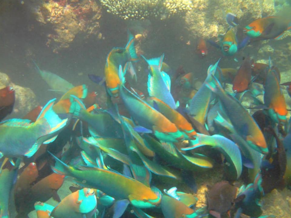Blaßennasen-Papageifisch Summer Island Maldives