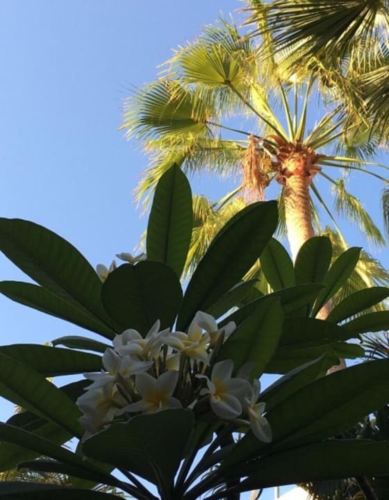 In der Anlage Adrián Hoteles Colón Guanahaní - Adults only