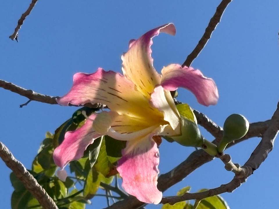 Gartenanlage Mövenpick Waterpark Resort & Spa Soma Bay