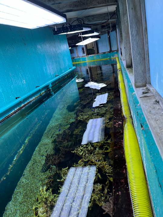 Pool Center Parcs De Kempervennen