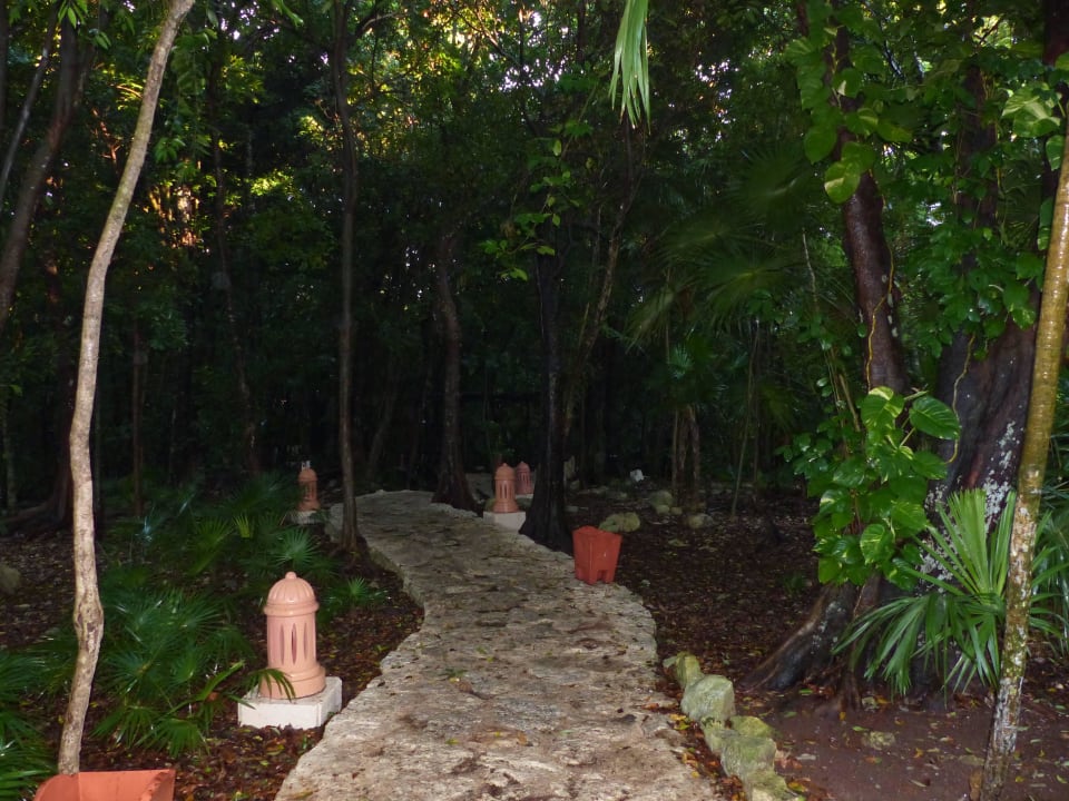 Eingang zum Dschungel Iberostar Waves Tucan
