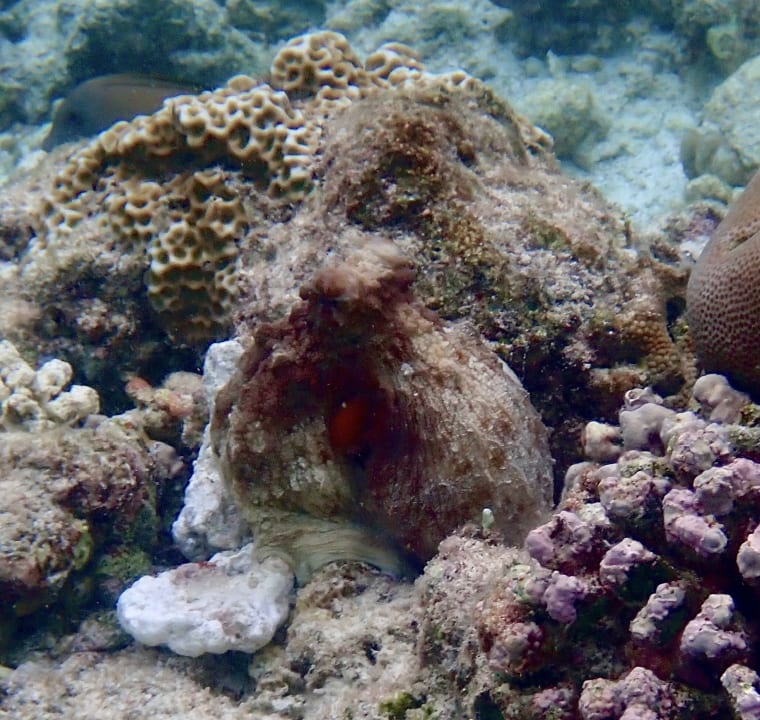 Sport & Freizeit NH Collection Maldives Reethi Resort