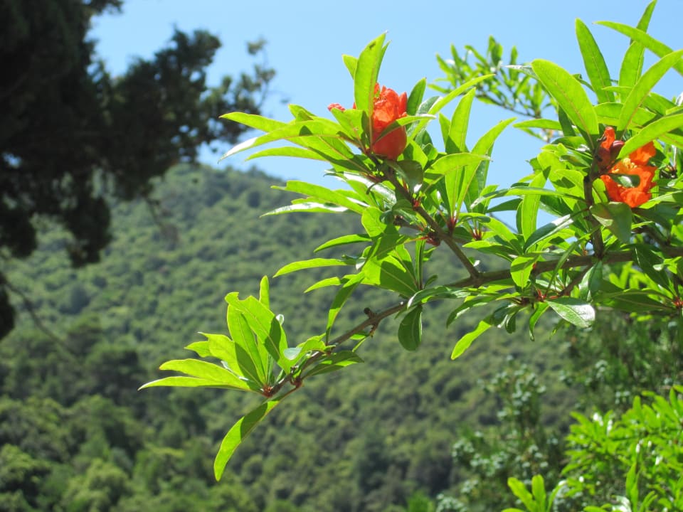 Flowering green island Hotel Paradise