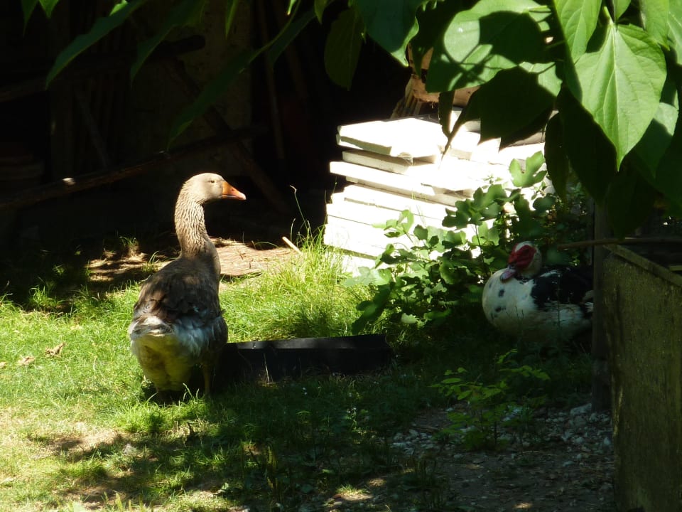 Agriturismo Al Vajo Agriturismo Al Vajo