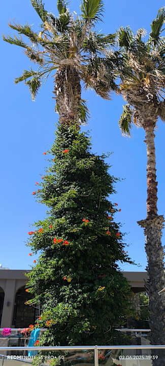 Gartenanlage Cosmopolitan Kos