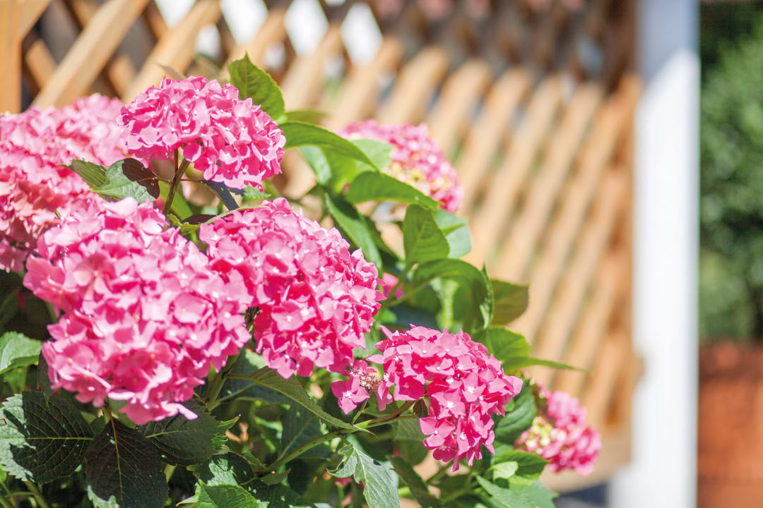 Gartenanlage Appartementhaus Silvia