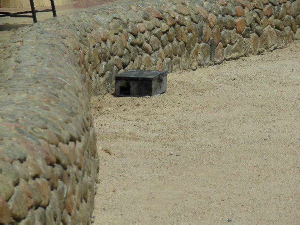 Aufgestellte Fallen / Köder Beach Albatros Resort