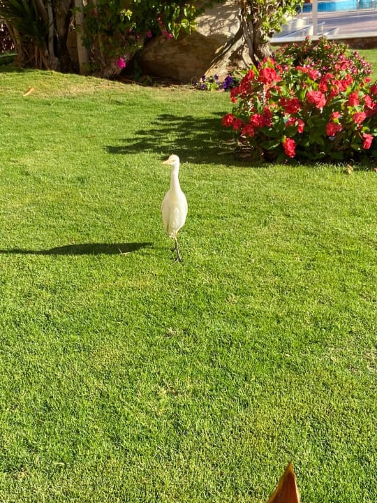 Sonstiges Steigenberger Coraya Beach - Adults only