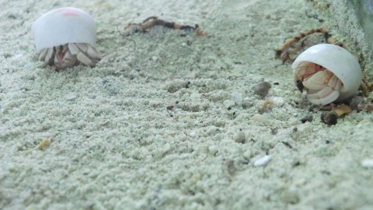 Inselbewohner Summer Island Maldives