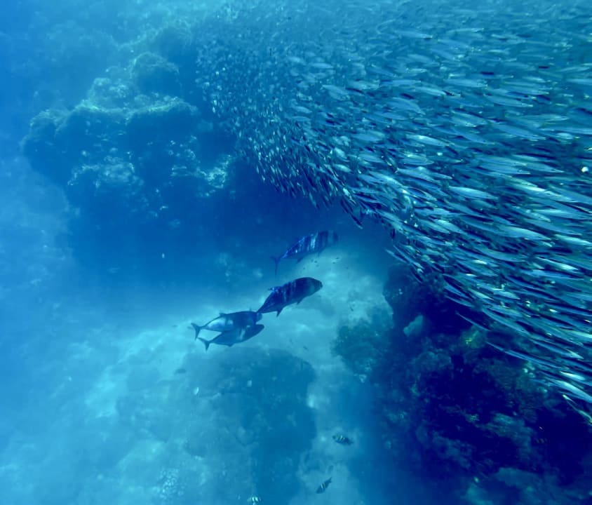 Außenansicht Steigenberger Coraya Beach - Adults only