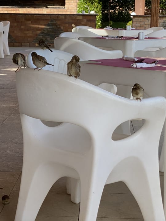 Gastro Three Corners Happy Life Beach Resort