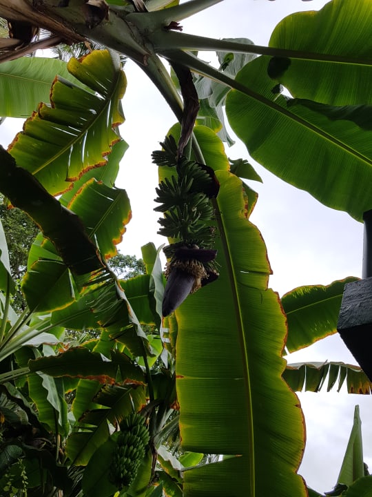 Der Bananengarten in der Mitte der Insel Adaaran Select Hudhuran Fushi - Premium All Inclusive