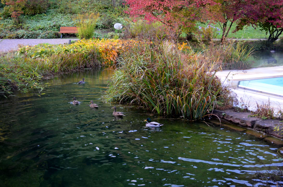 Gartenanlage Hotel Therme Bad Teinach