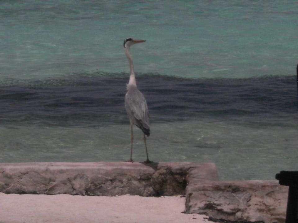 Auf der Jagd Ellaidhoo Maldives by Cinnamon