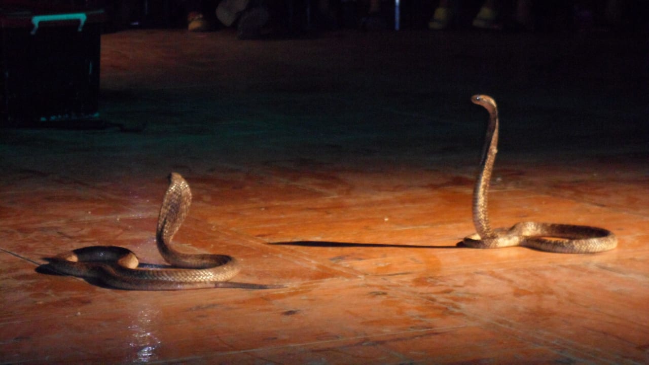 Schlangen - Show Akassia Swiss Resort