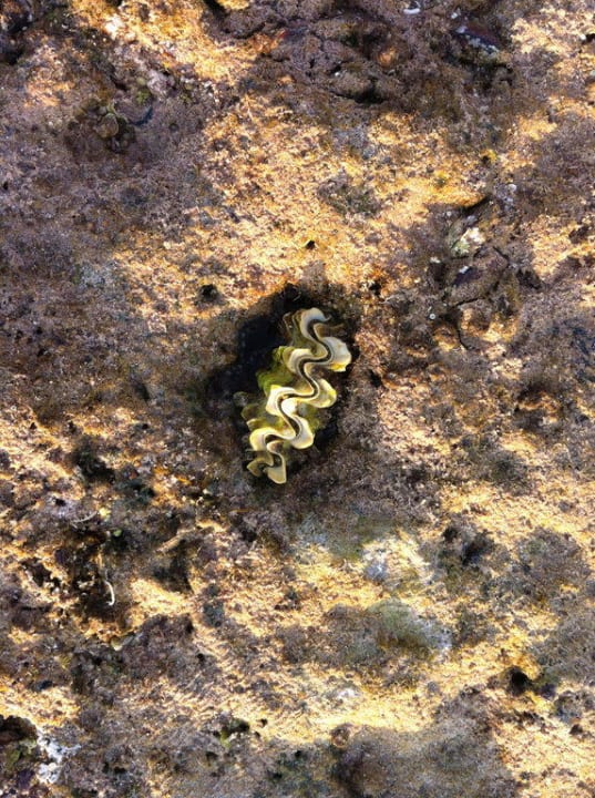 Muschel Stella Beach Resort & Spa Makadi Bay