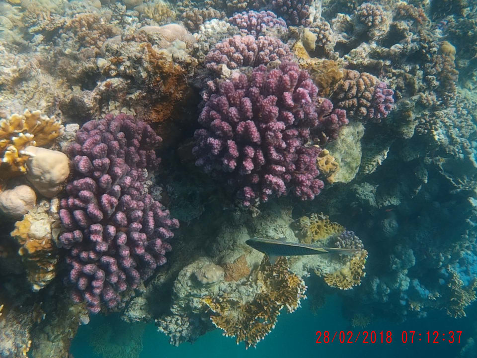 Sport & Freizeit Marina Resort Port Ghalib, a member of Radisson Individuals