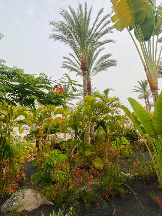 Gartenanlage Iberostar Waves Gaviotas Park