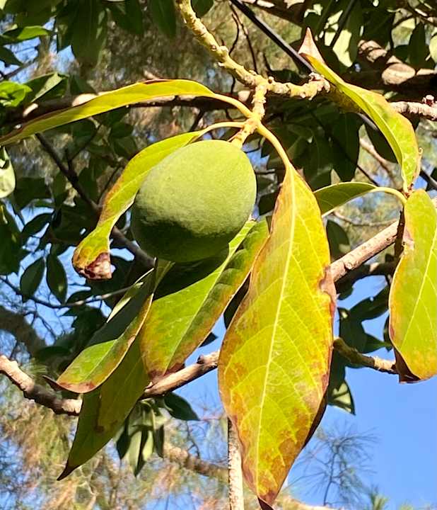 Gartenanlage Montana Pine Resort