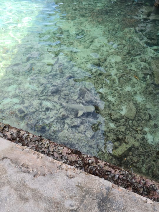 Lobby Cinnamon Dhonveli Maldives