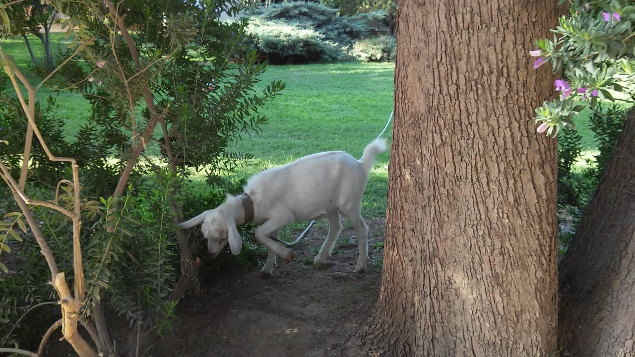 Rasenmäher Teos Village