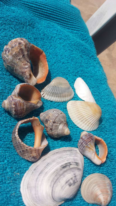 Am Strand gefunden  Sol Luna Bay